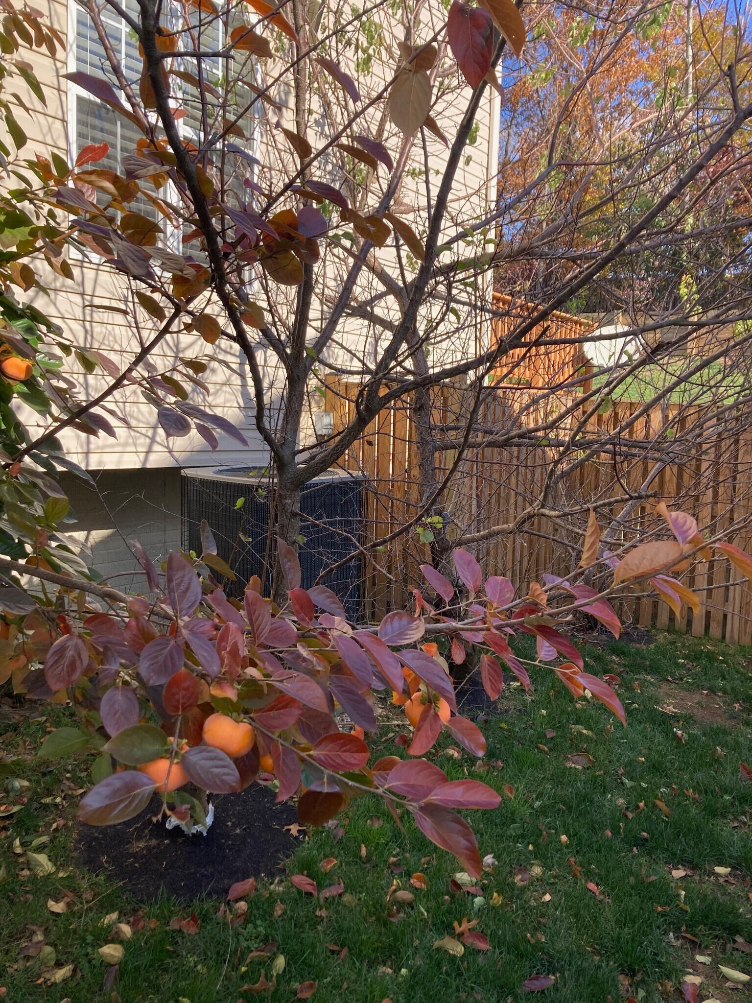 Building Photo - 3203 Trellis Ln