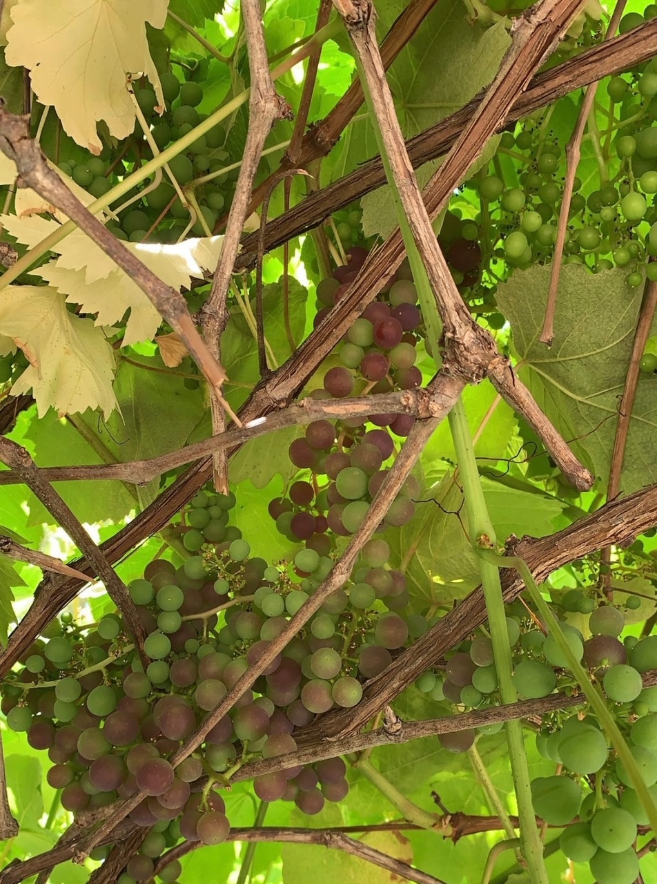 Large gazebo shaded by grape vines, with fresh grapes every year! - 1226 S Highland Ave