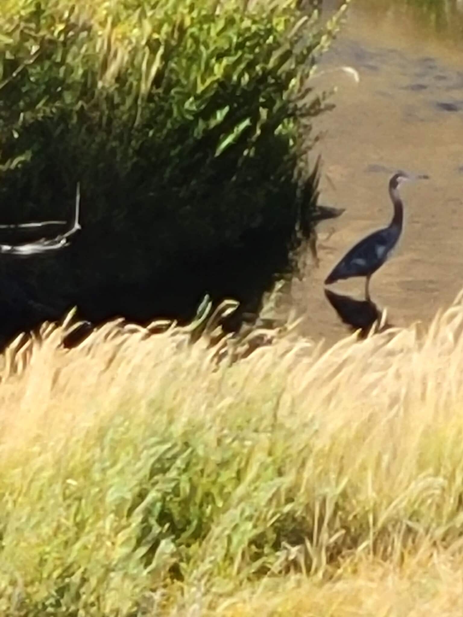 Wildlife Views - 900 Bitner Rd