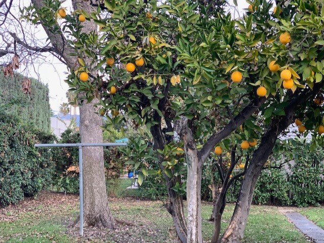 More fruit trees. - 24606 University Ave