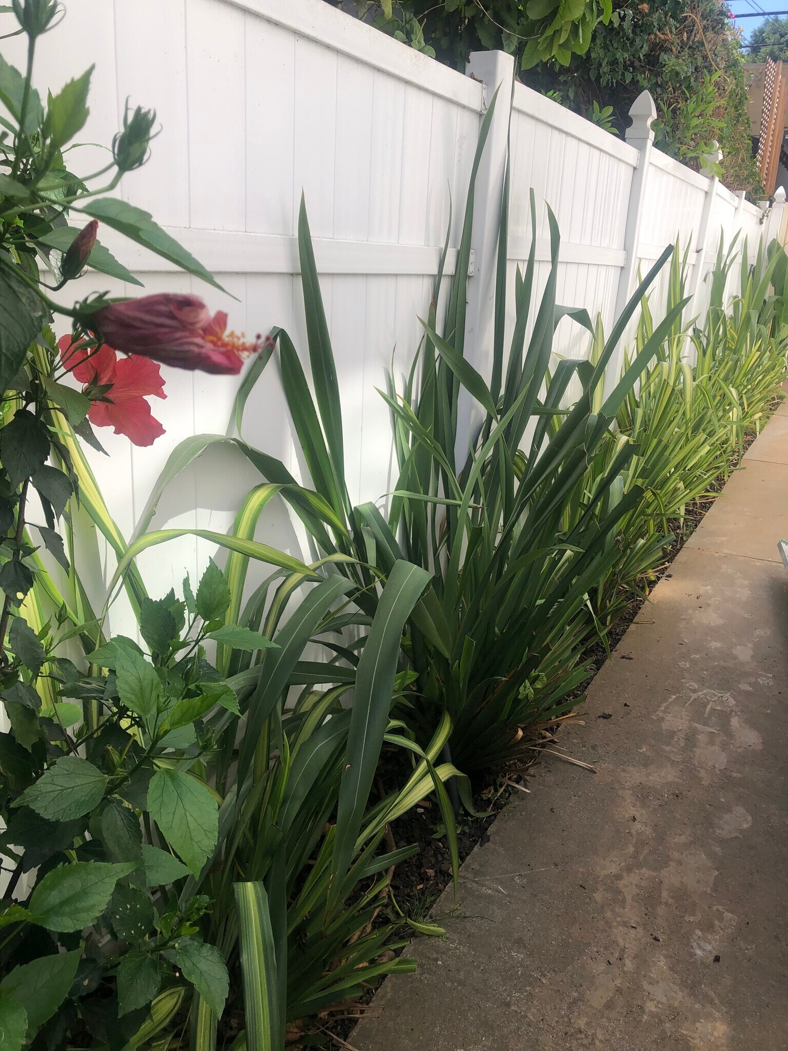 Walkway - 4269 McClung Dr