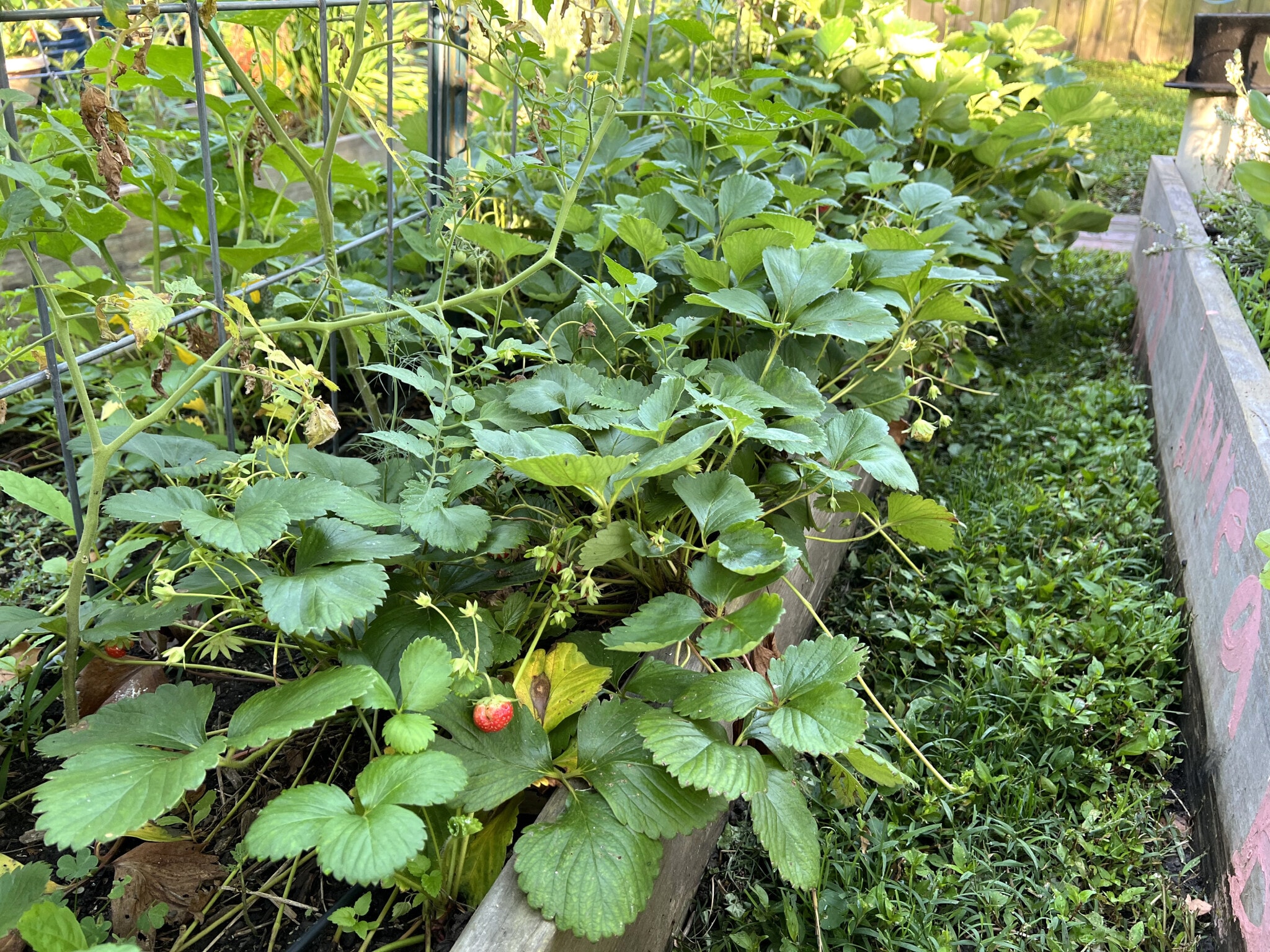 Strawberries - 3817 Lafayette Ave
