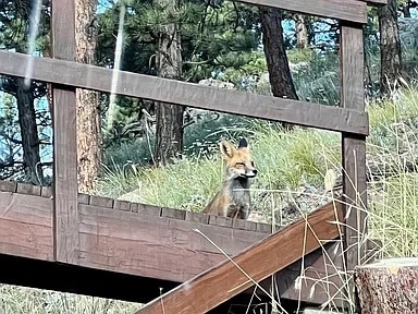 Wildlife - 519 Sugarloaf Rd