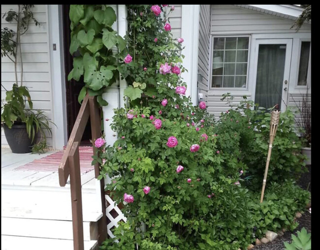 Front entry rose garden - 40 Oak St