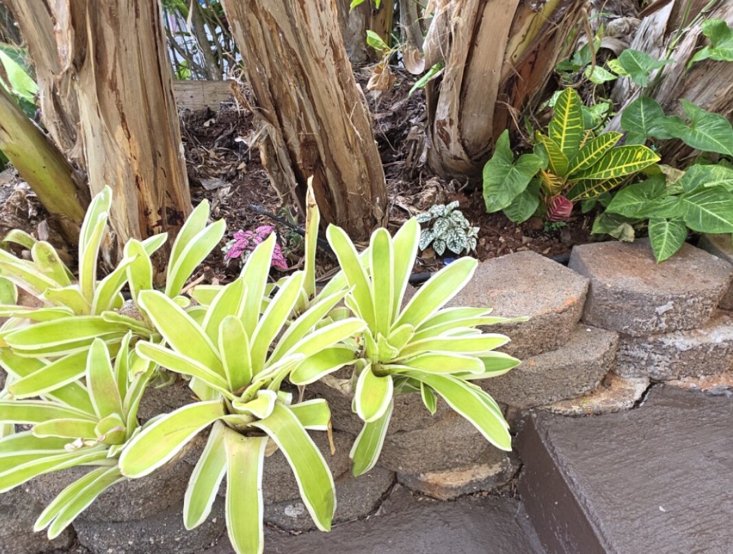 Building Photo - 2407 Saint Louis Dr