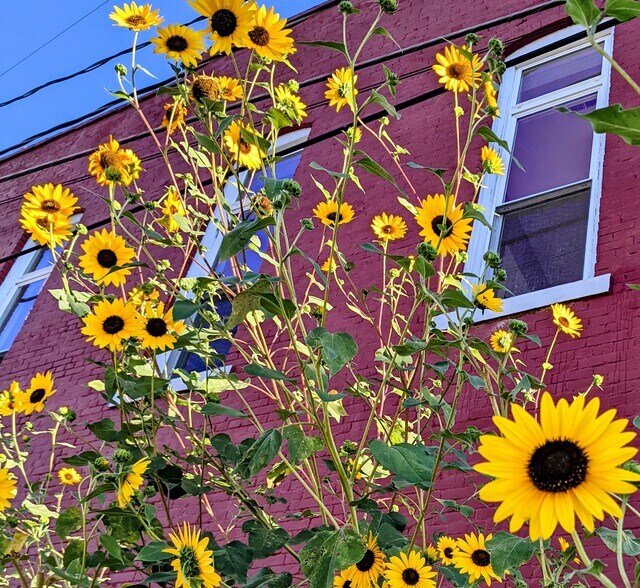 South side of building in the summer. - 114 S Pearl St