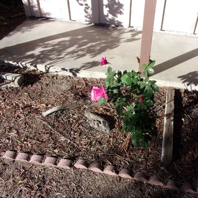 Building Photo - Spacious Private Home with Pool on Nearly Half an Acre