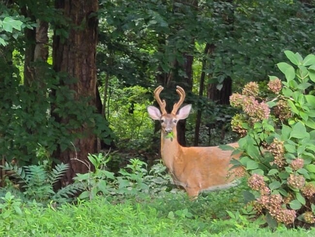 Building Photo - 1904 Lenox Rd NE