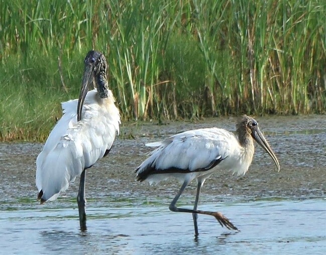 Building Photo - 4456 Streamside Ct