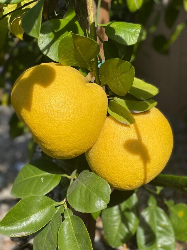 Oro Blanco tree in the backyard. - 7027 S 13th Way