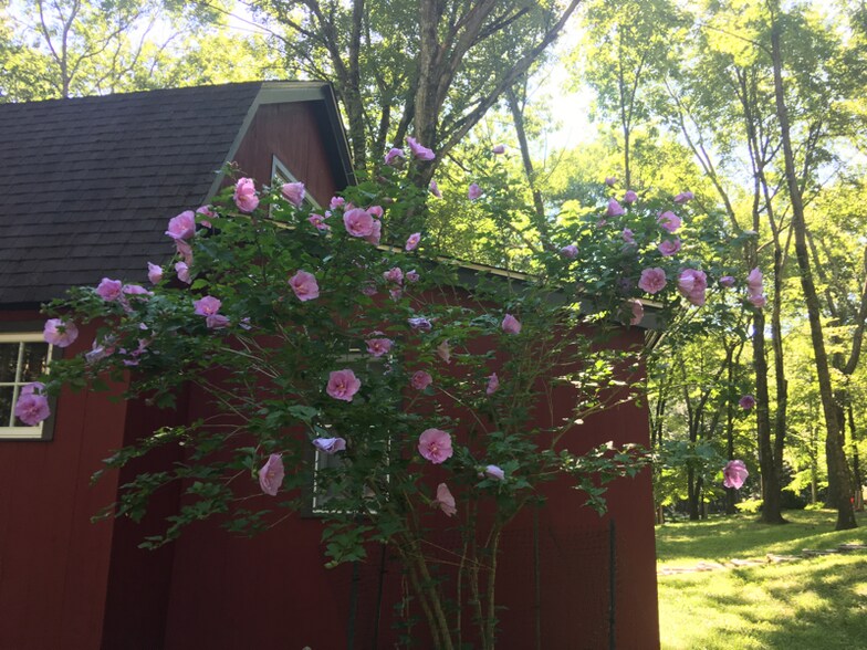 Building Photo - 300 Chestnut Hill Rd