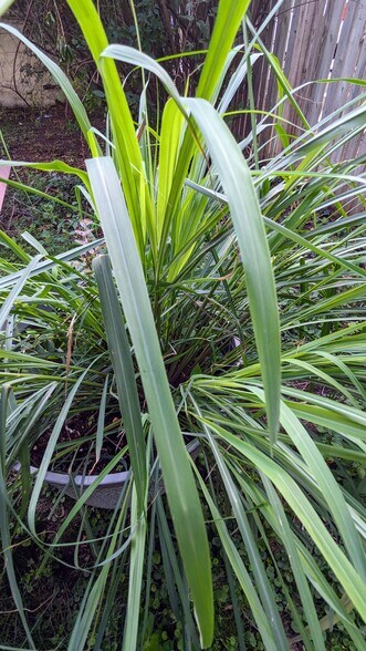 Lemongrass - 3017 Knox Ave S