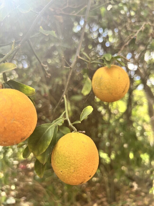 Building Photo - 904 Kupulau Dr