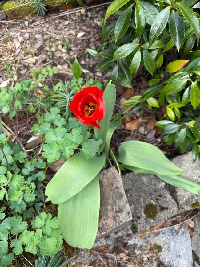 Building Photo - The Perfect Restored University Heights Home -available for rent now!