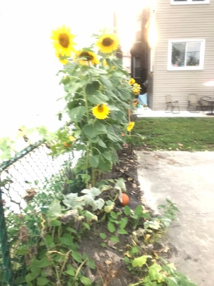 Backyard - 1631 S Central Park Ave