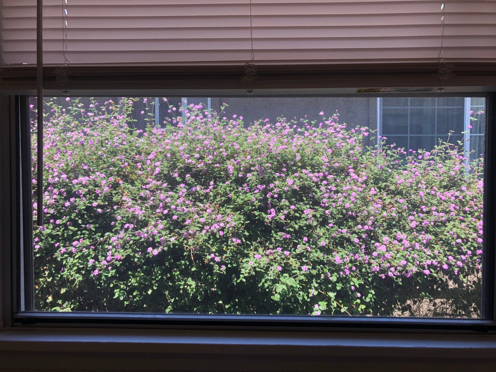 Springtime view out kitchen window - 4056 Santa Rita St