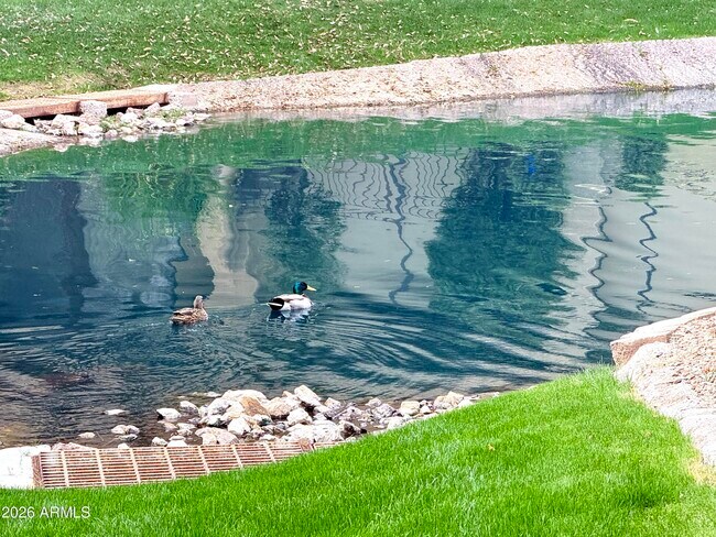 Building Photo - 705 W Queen Creek Rd