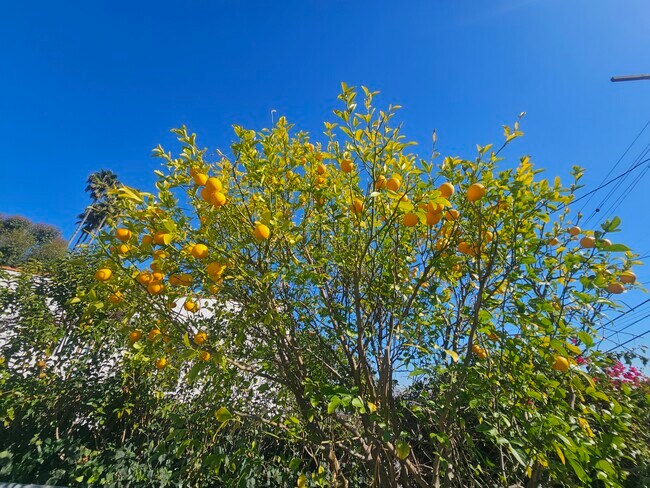 Building Photo - 1158 W 1st St