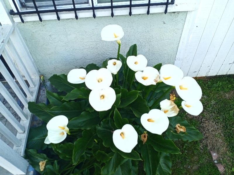 Building Photo - 237 S Matthisen Ave