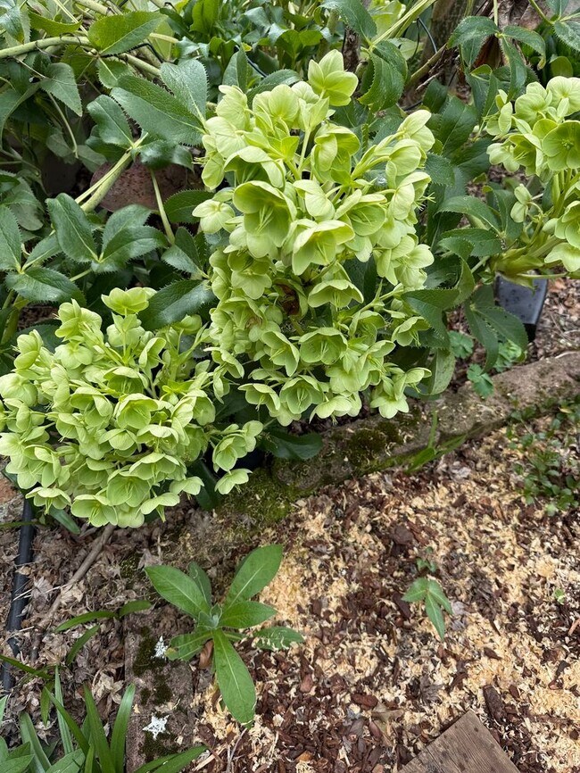 Building Photo - The Perfect Restored University Heights Home -available for rent now!