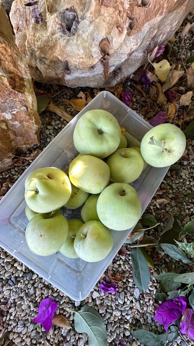 Apples - 22544 Marlin Pl