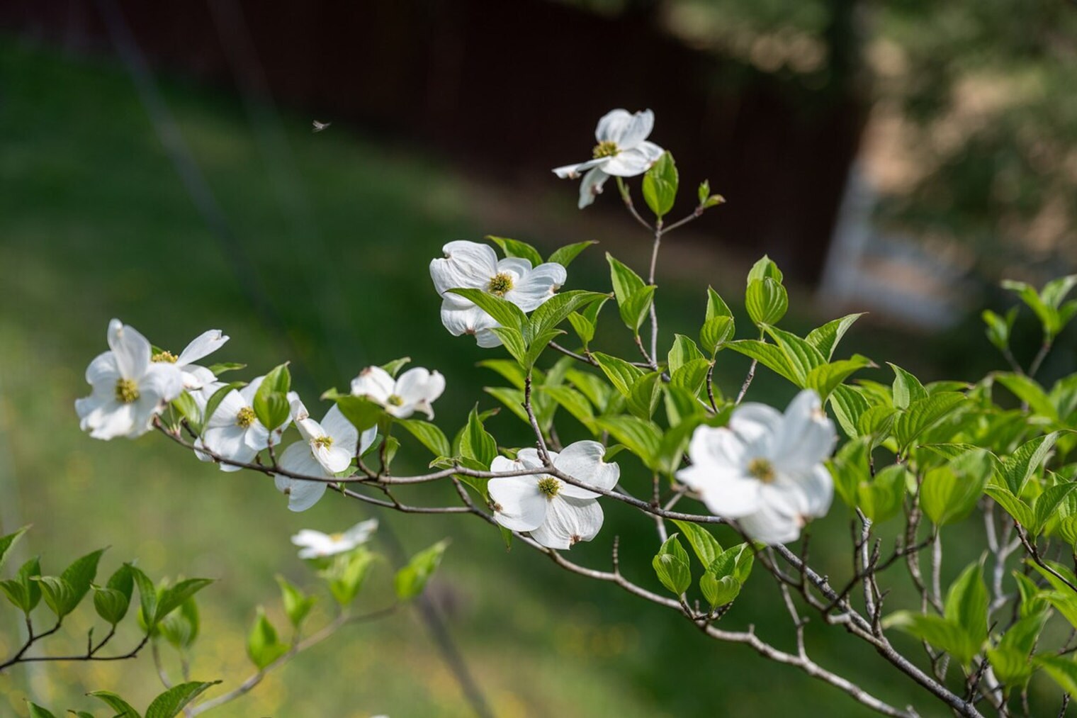 Building Photo - 316 Poplar Hill Ln