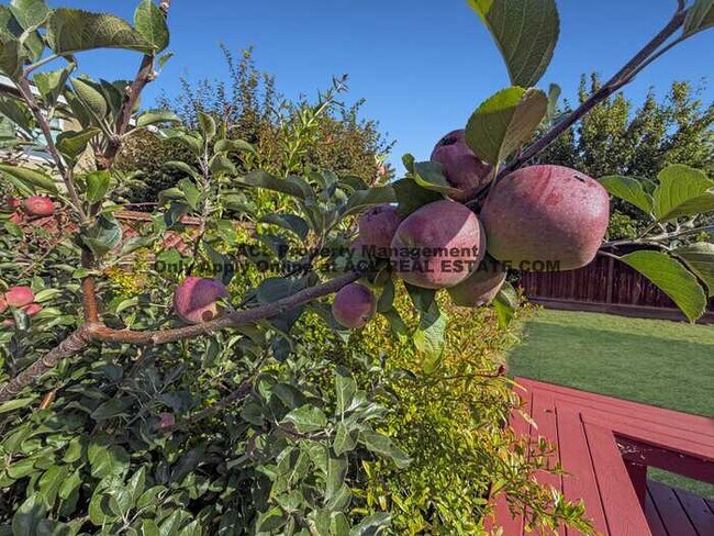 Building Photo - Charming San Lorenzo Village Home with Solar & Spacious Backyard
