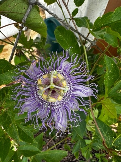 Passion Fruit Vines - 1373 Palomino Trl