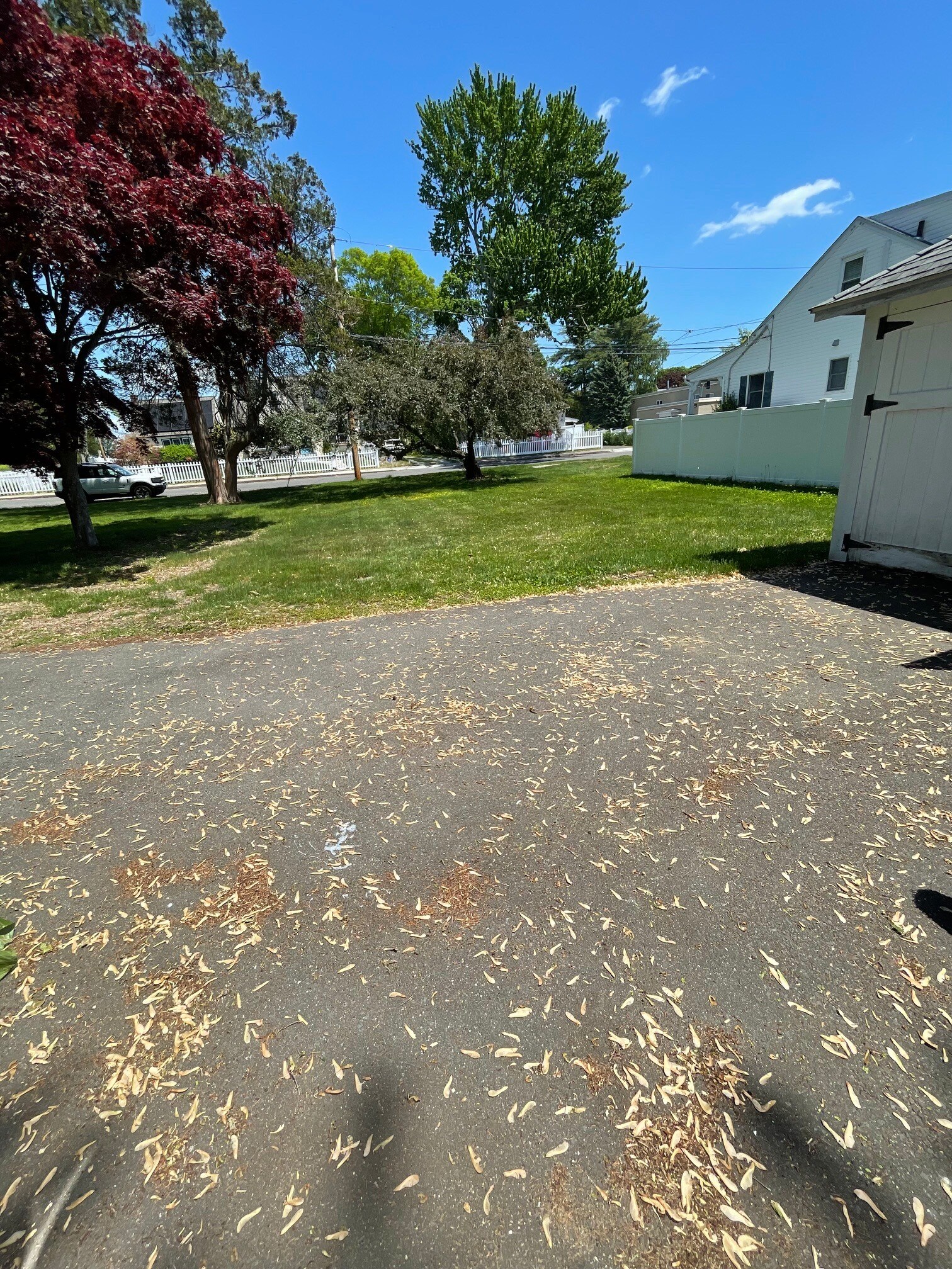 Yard view from driveway - 9 Miles St