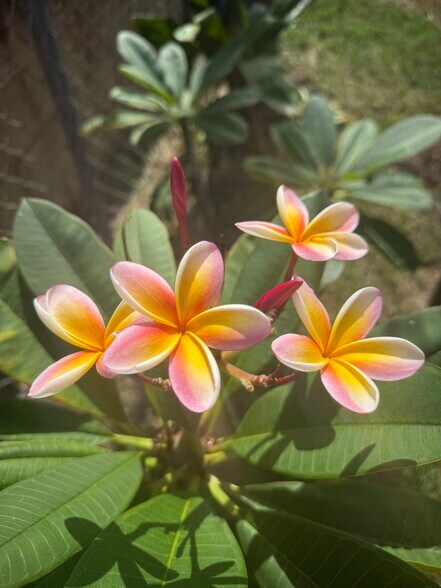 Building Photo - 1769 Puowaina Dr