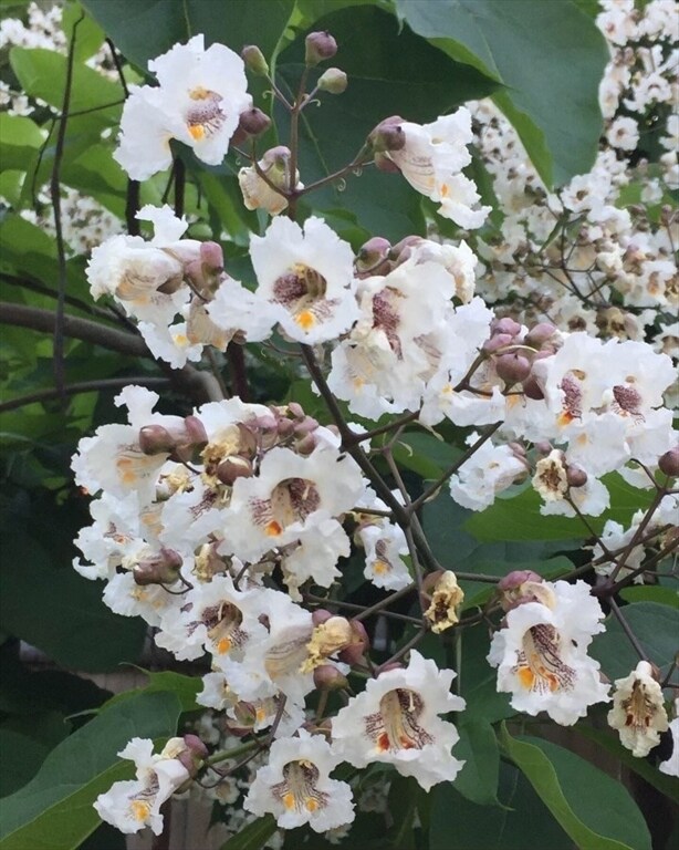 Building Photo - 62-64 Flett Rd