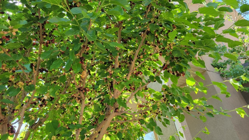 Building Photo - 807 Whisper Cove Rd