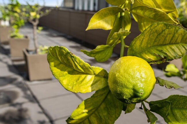 Building Photo - HIP 2BR/2BA Inner Mission Boutique Top Flo...