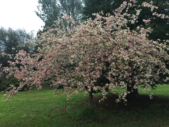 Cherry Tree in Blossom - 3333 Hamblen Ct