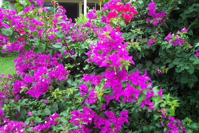 Bougainvillea - 426 Ilimano St
