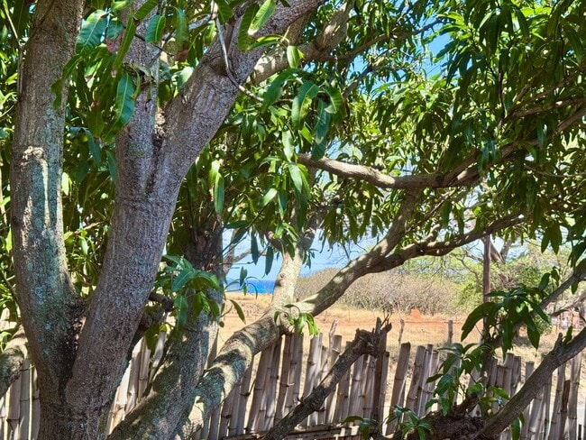 Building Photo - Optimal Location in the Heart of Paia Town...