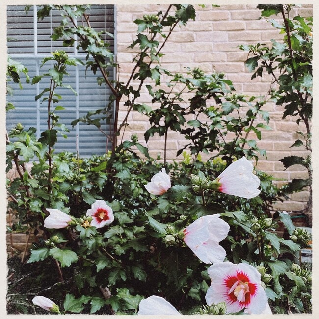 Building Photo - 7718 Royal Ln