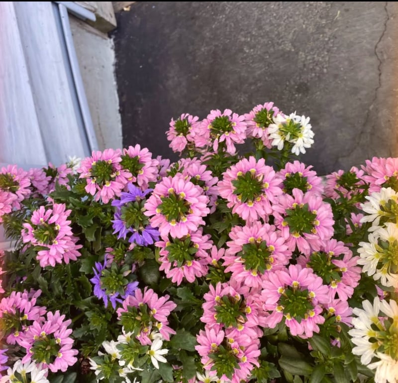 Building Photo - 26 Rochester St