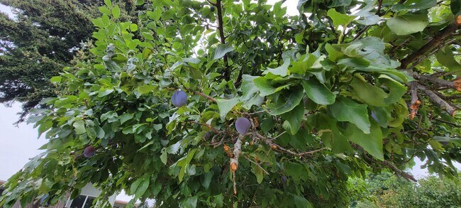 Building Photo - Cozy South Beacon Hill Cottage with 2 bedrooms, bonus room, and large yard with territorial views