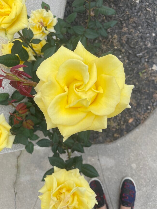 roses in garden - 5906 San Vicente Blvd
