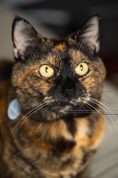 Building Photo - 1101 Kitt Pl