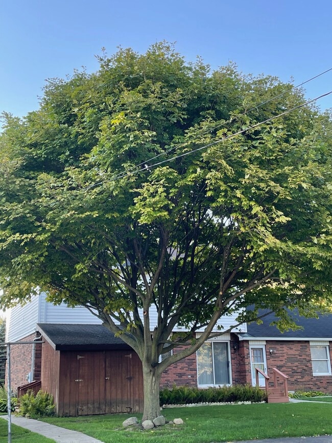 Building Photo - 7209 Main St