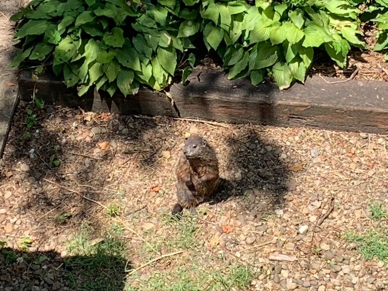 La Marmot (the gardener) - 306 Jacksonia St