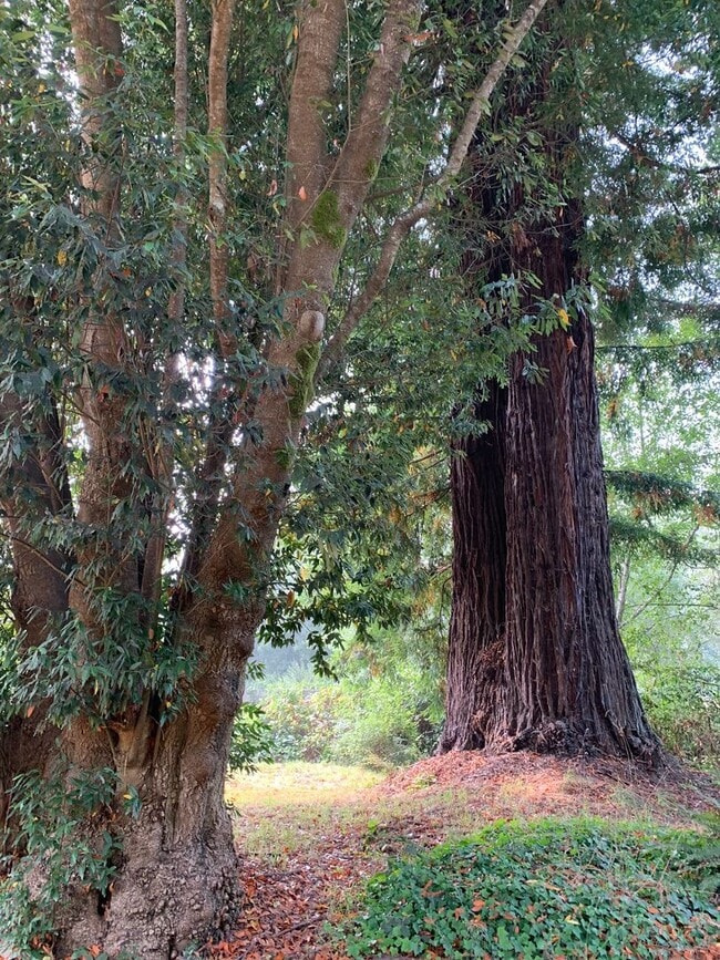 Building Photo - 3 Bedroom, PET FRIENDLY House in Fieldbrook