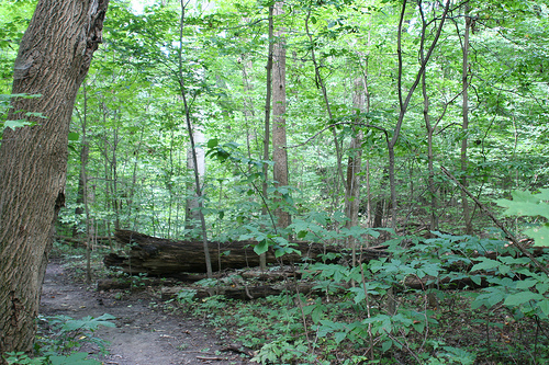 Surrounded by trees on 3 sides - 14711 N River Beach Dr