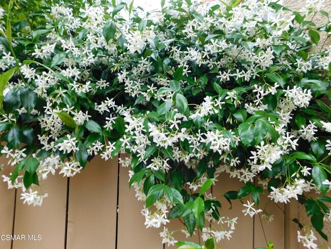 Building Photo - 4887 Santo Dr