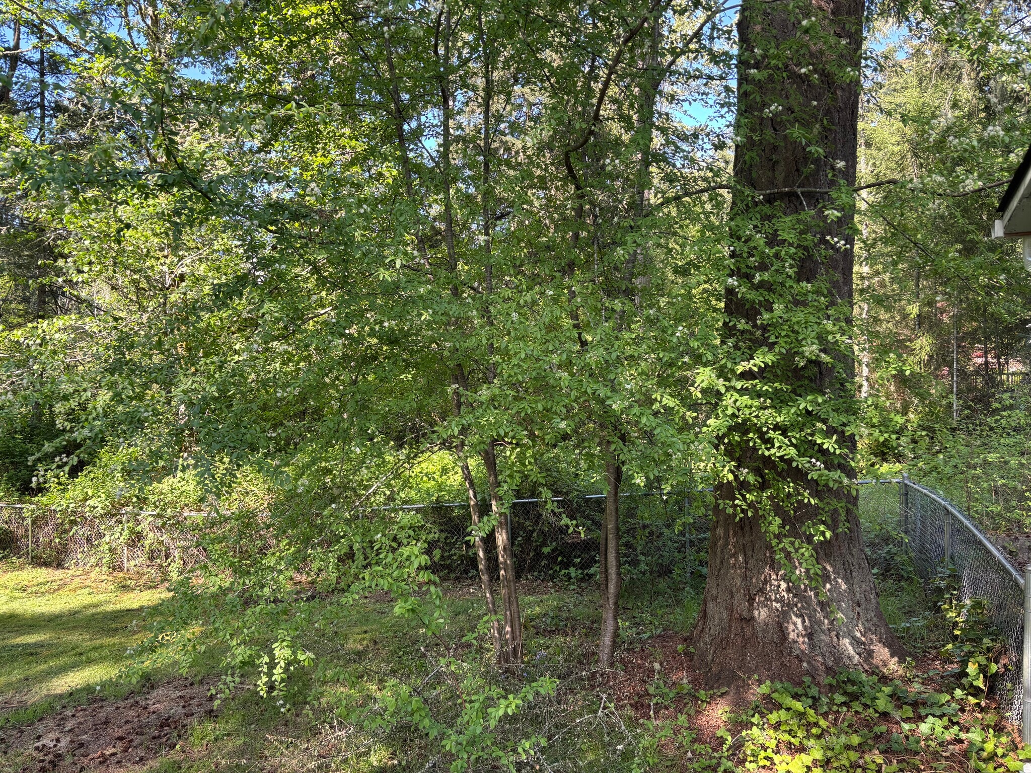 Yard - 14713 113th St NW
