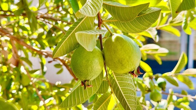 Building Photo - Wonderful Single-Story Home with Remodeled Kitchen and Baths, Fresh Paint, and Minutes to downtow...