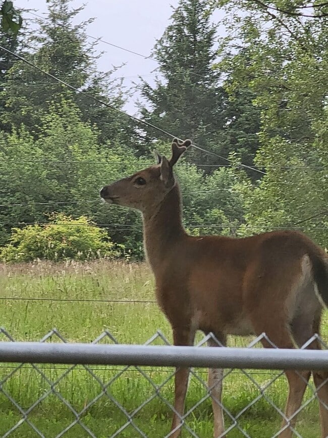 Building Photo - 3 BEDROOM HOME SOUTH SIDE OF SHELTON!