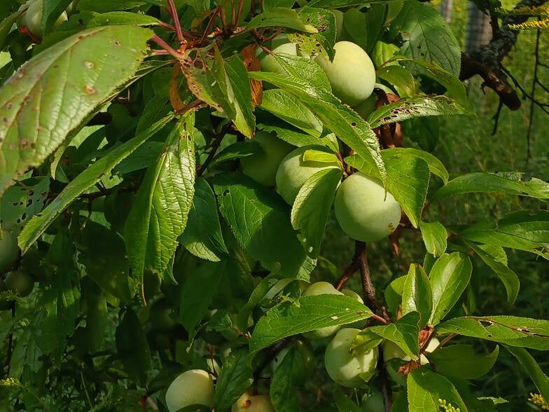All fruit is for tenant to pick - 115 Delta Dr